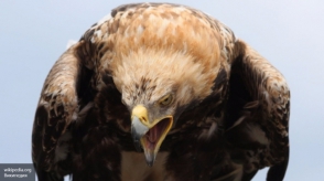 Հոլանդական ոստիկանությունն արծիվներին սովորեցնում է անօդաչուներ որսալ