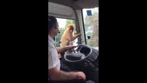 Ինչպես է կապիկը գողանում վարորդի ուտելիքը