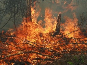 Այրվել են խաղողի այգի և խորդանոց