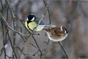 Առաջիկա 5 օրվա եղանակի կանխատեսում