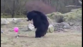 Розовый шарик произвел фурор в клетке с медведями