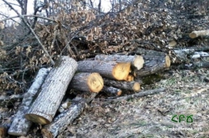 Անտառների սպանդ Կապանի անտառտնտեսության տարածքում. ՀԲՃ (լուսանկար)