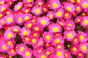 Թուրքիայից արգելվել է ներմուծել ծաղկի մեծ խմբաքանակ