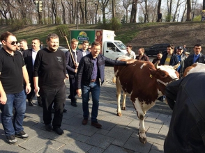 Депутат Рады Ляшко привел коров к зданию правительства