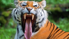 В зоопарке Барнаула тигр напал на школьницу