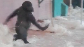 Танцующая горилла напоминает балерину