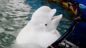 Прокуратура проверит китариум Анапы из-за разжиревшей белухи (видео)