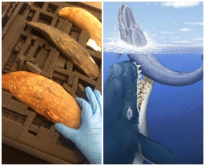 Ավստրալիայի ափերից մեկում հայտնաբերել են կետի ատամ, որի տարիքը կազմում է մոտ 5 մլն տարի (ֆոտո)