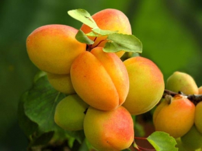 Հայոց ծիրանենին դիմագրավեց բնության արհավիրքին