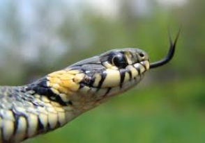 Միջնակարգ դպրոցի մարզադահլիճում օձ է հայտնաբերվել