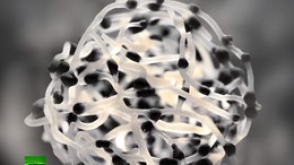 Чудеса биотехники: обувь, одежда и мебель из грибов