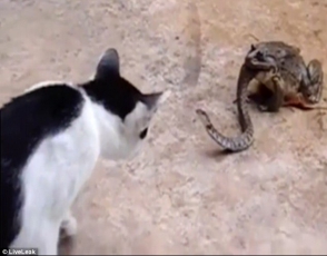 Кошка борется со змеёй, которую наполовину проглотила гигантская жаба