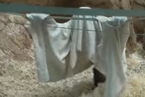 Орангутан из британского зоопарка «притворился» привидением (фото, видео)