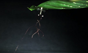 Робопчелу научили садиться на потолок