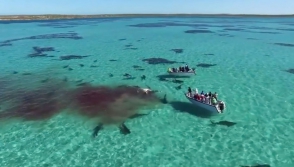 70 акул растерзали кита на глазах у туристов (видео)