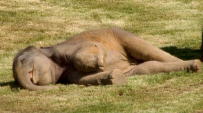 Слоненка разбудили