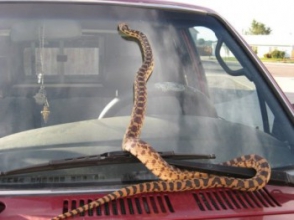 Ավտոմեքենայում օձ է հայտնաբերվել
