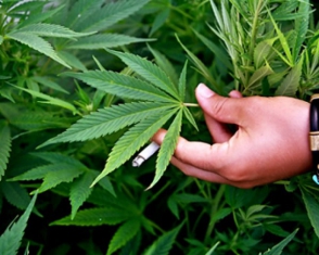 Հայտարարել է, որ թմրամոլ է