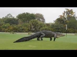 Гигантский аллигатор прогулялся по полю для гольфа