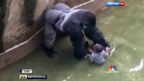 Трамп оправдал убийство обезьяны Харамбе в зоопарке Огайо