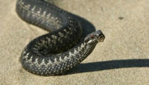 Երևանի տներից մեկի բակում նկատվել է օձ