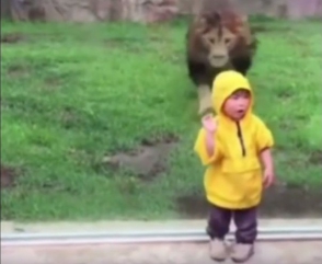 Огромный лев попытался наброситься на двухлетнего мальчика