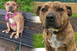 Բրիտանիայի ամենամիայնակ շունը դեր է ստացել «Տրանսֆորմերները–5» ֆիլմում