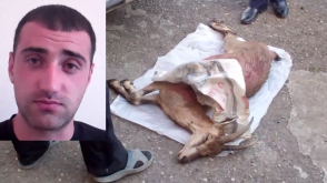 Սպանված բեզոարյան այծը հայտնաբերվել է «ՎԱԶ-2103» մակնիշի ավտոմեքենայում