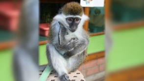 Из Воронежского зоопарка украли зеленую мартышку