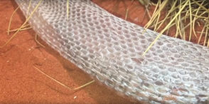 В Австралии питон попал в ловушку из собственной кожи