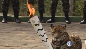 В Бразилии убит ягуар, участвовавший в эстафете олимпийского огня (видео)