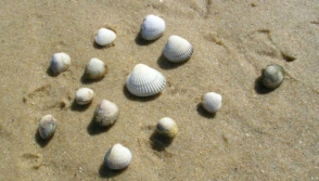 Գիտնականները նկարագրել են տարբեր տեսակների մոտ ուռուցքների փոխանցումը