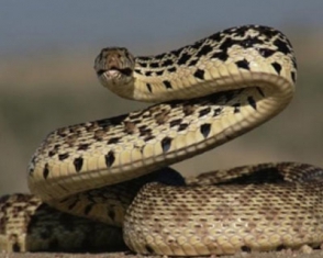 Տան բակում հայտնաբերվել է օձ