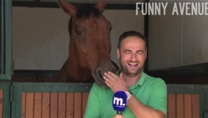 Ժիր ձին խանգարել է լրագրողին վարել ռեպորտաժը