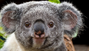 В Австралии коала «захватила» дом и поселилась на диване