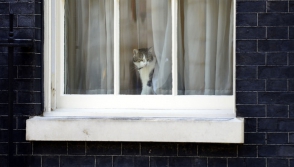 В день отставки Кэмерон признался, что любит кота (фото, видео)