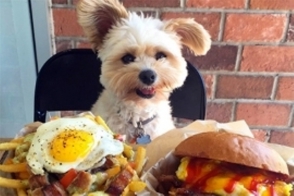 Լոս Անջելեսի շատակեր շան համար «Instagram»–ում էջ են բացել