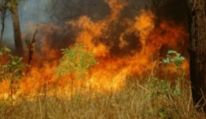«Բուսաբանական» այգու տարածքում այրվել է 2000 քմ խոտածածկ տարածք