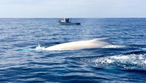 Единственный в мире горбатый кит-альбинос обнаружен в Австралии (фото)