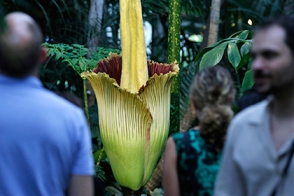 В Бельгии распустился самый большой в мире цветок (видео)