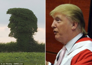 В Британии найдено похожее на Трампа дерево (фото)
