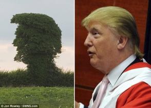 В Британии найдено похожее на Трампа дерево (фото)