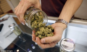 Աղավնատան բնակիչը հողամասում կանեփի թփեր է աճեցրել