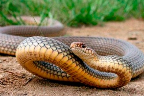 Հայտնաբերվել է օձ