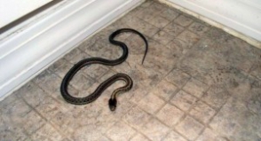 Զ.Անդրանիկի փողոցի շենքերից մեկի նկուղում օձ է հայտնաբերվել