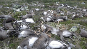 Последствия удара молнией по стаду оленей в Норвегии