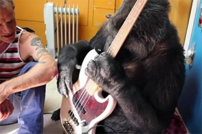 Ռոքերը թույլատրել է գորիլլային նվագել իր կիթառի վրա (տեսանյութ)