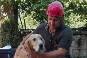В Италии через 9 дней после землетрясения под завалами обнаружили живого пса (видео)