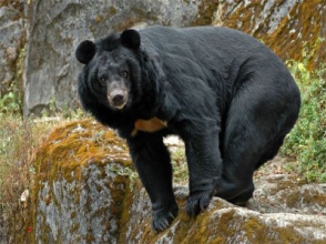 Японский каратист врукопашную отбился от медведя