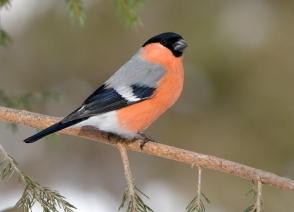 Օդի ջերմաստիճանն էապես չի փոխվի